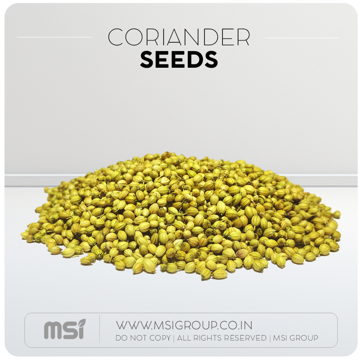 Coriander-seeds-msi-group-products